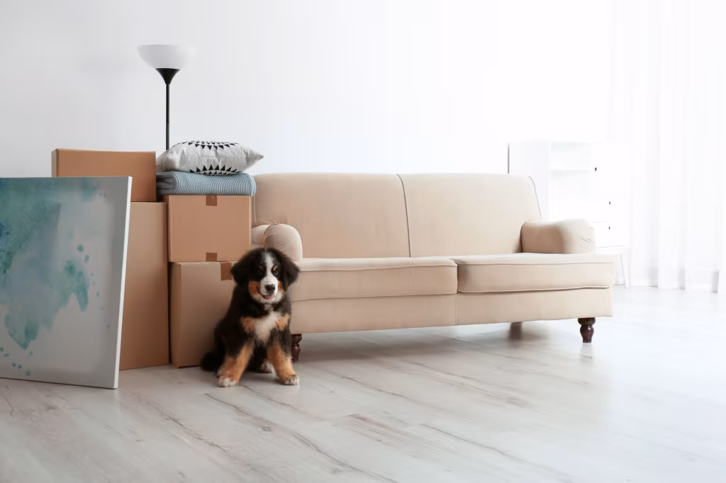 Puppy in an apartment
