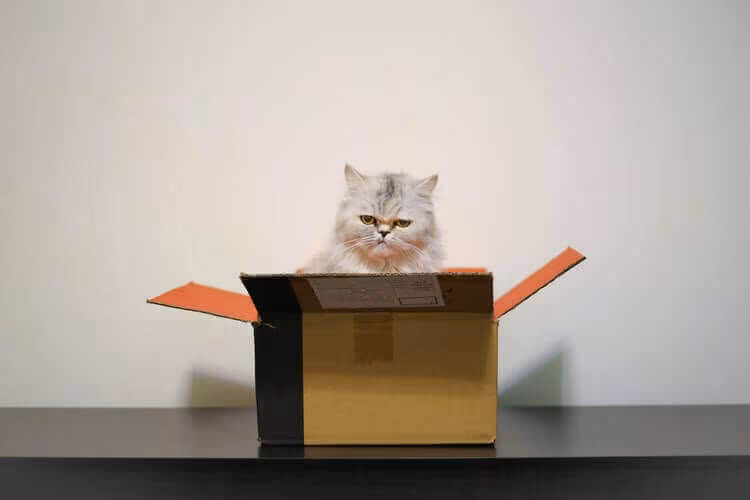 A fluffy white cat sitting in an open cardboard box