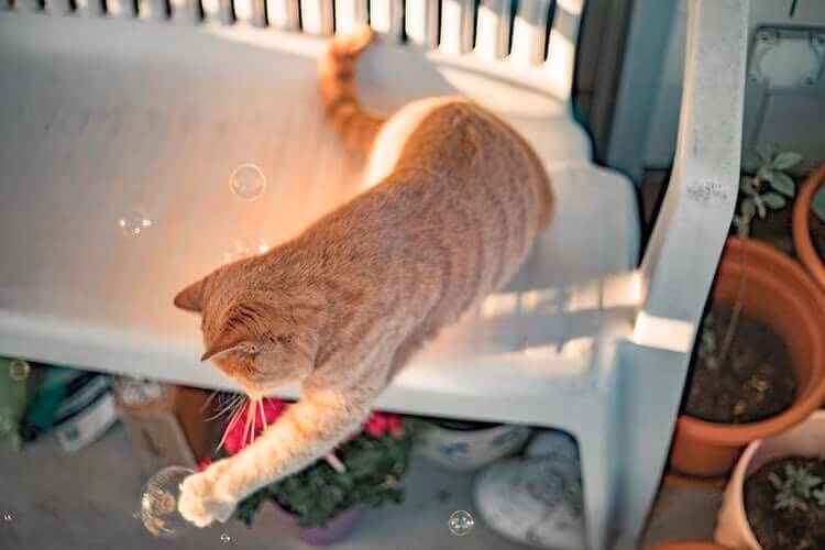 A ginger cat jumping down from a white bench beside potted plants