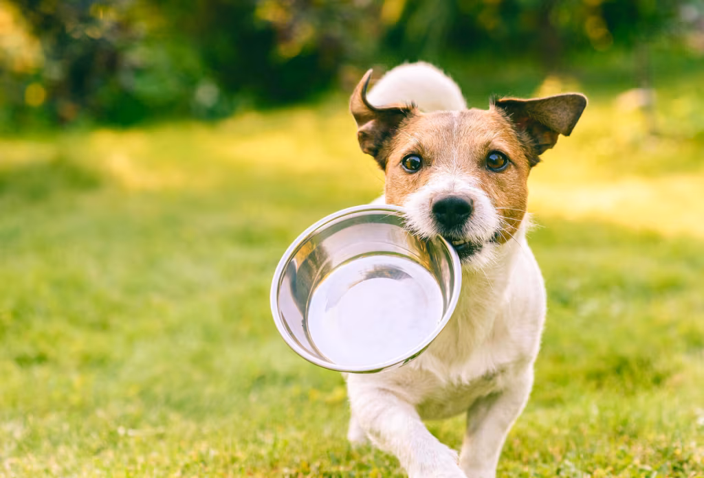 A small dog running across grass carrying a metal bowl in its mouth