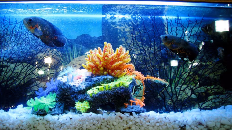 A brightly lit tropical aquarium with coral and fish