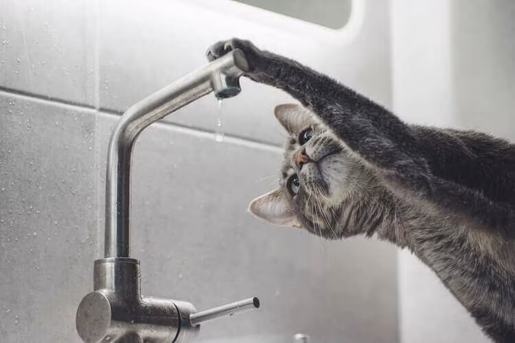 A cat reaching a paw towards a running kitchen tap, in black and white
