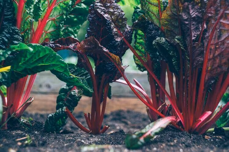Red-stemmed chard growing in a vegetable bed
