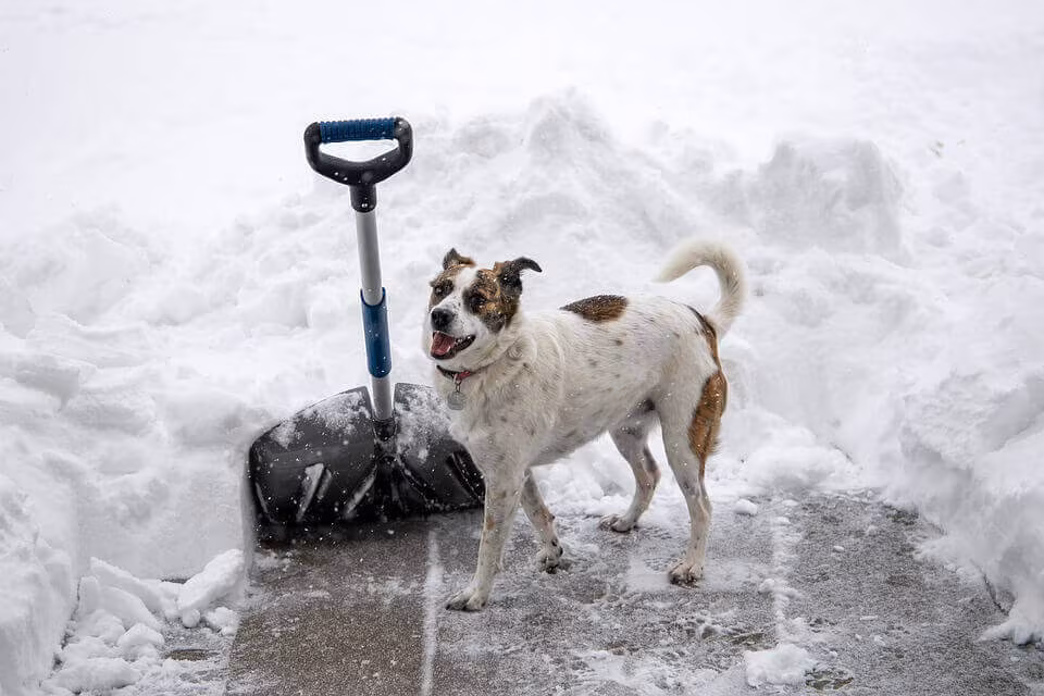 A dog standing beside a snow shovel stuck into a bank of snow