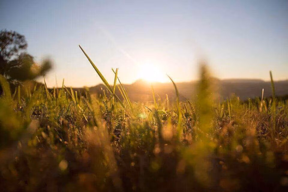 Sunrise over a grassy field, seen close to the ground