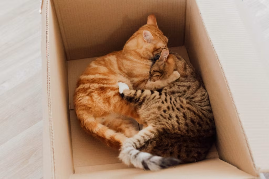 Cats sleeping in a box