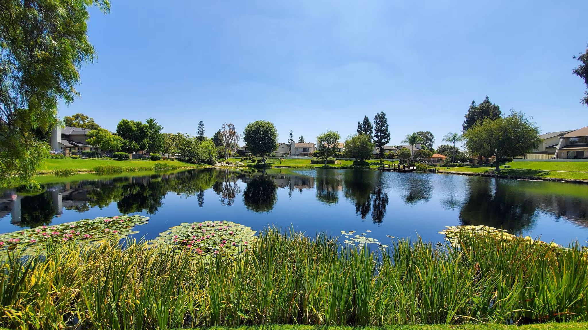 A park lake edged with reeds and willows under a clear sky in Anaheim