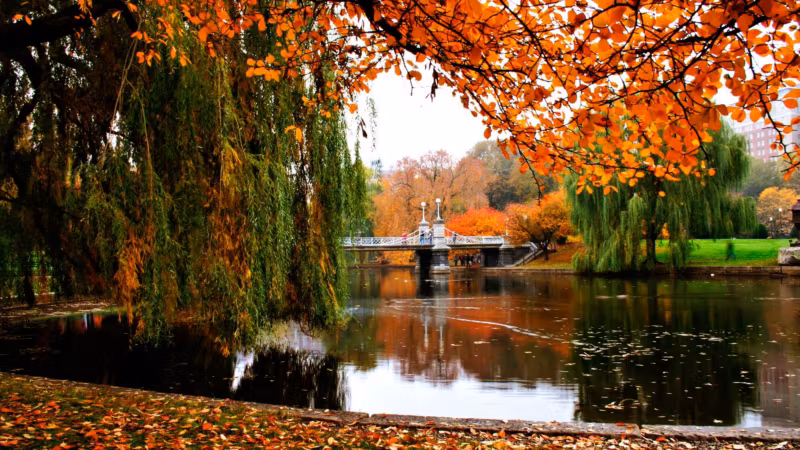 Willows over the lagoon in Boston's Public Garden in autumn