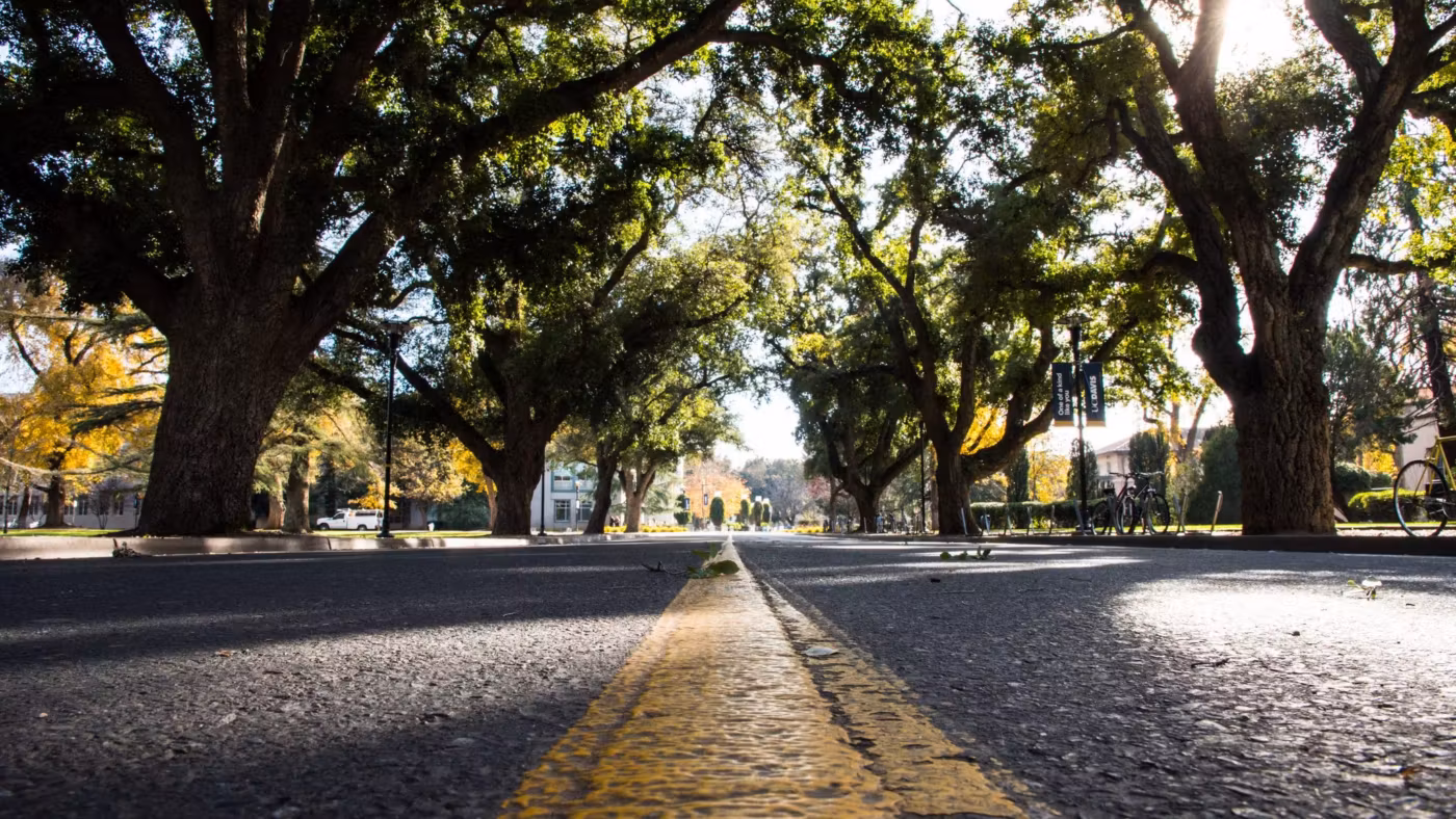 A road running under an avenue of old trees in California