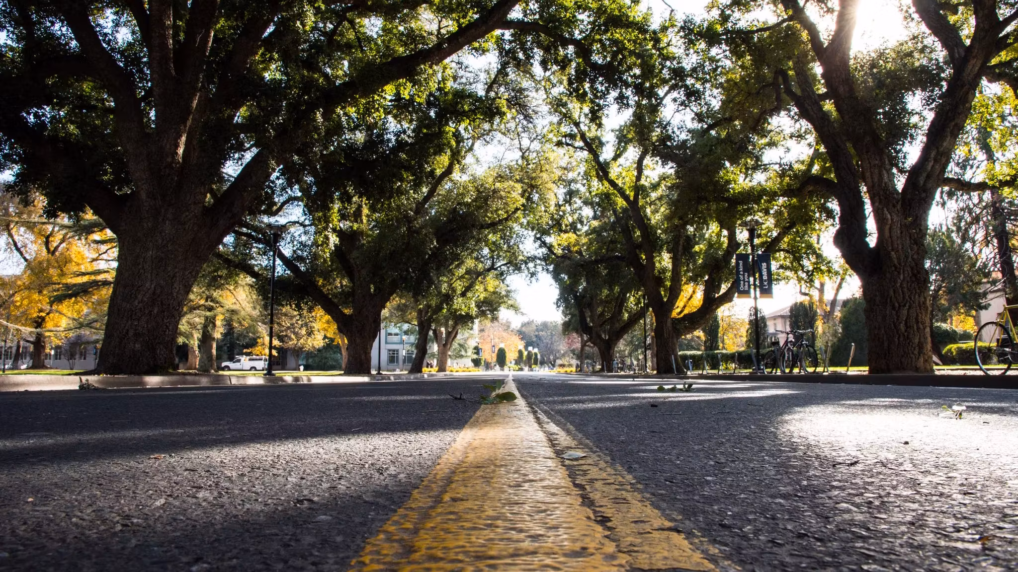 A road running under an avenue of old trees in California