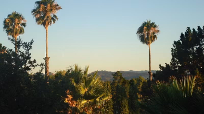 Palms and oak-covered hills above Concord in the late afternoon