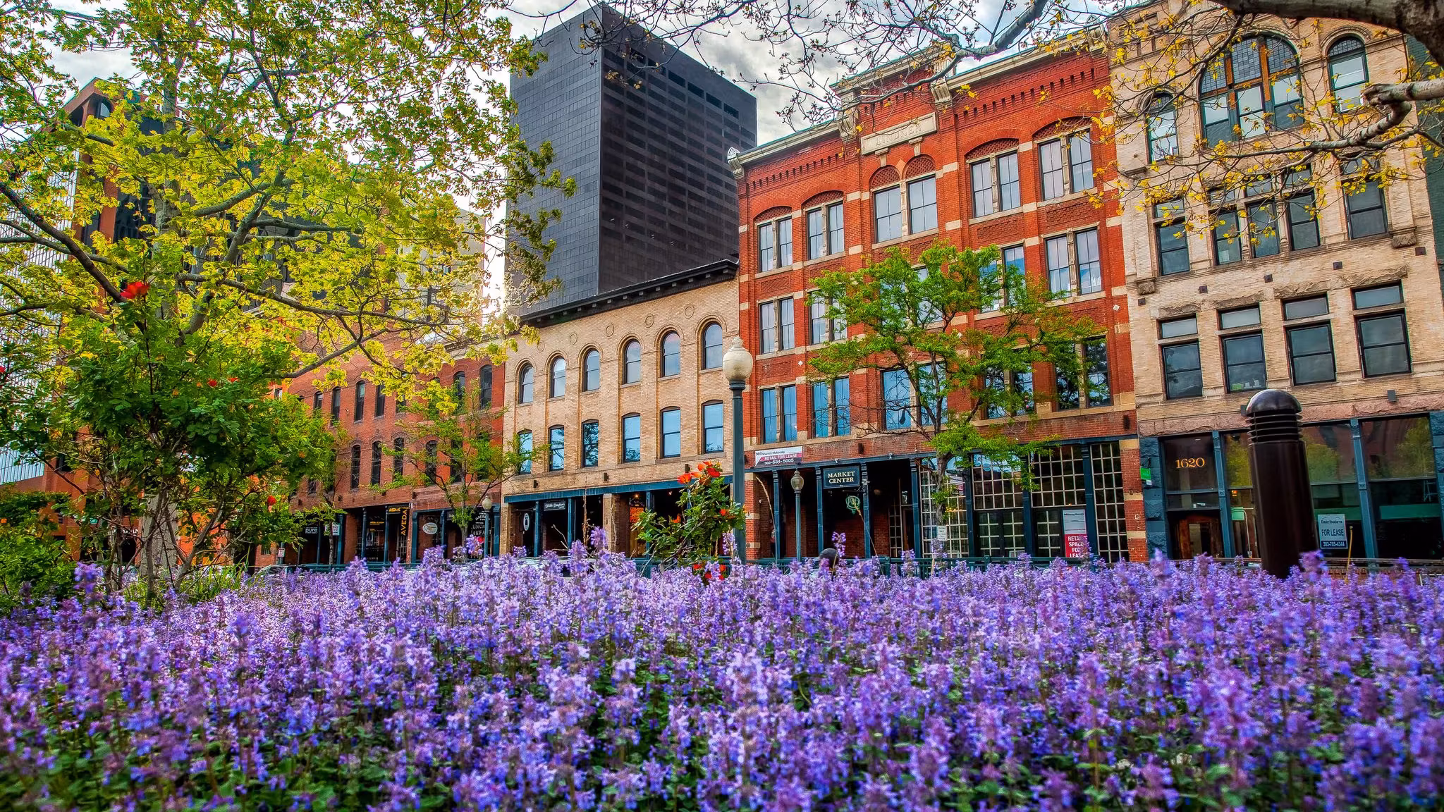 Denver brick storefronts behind a bank of purple flowers in spring
