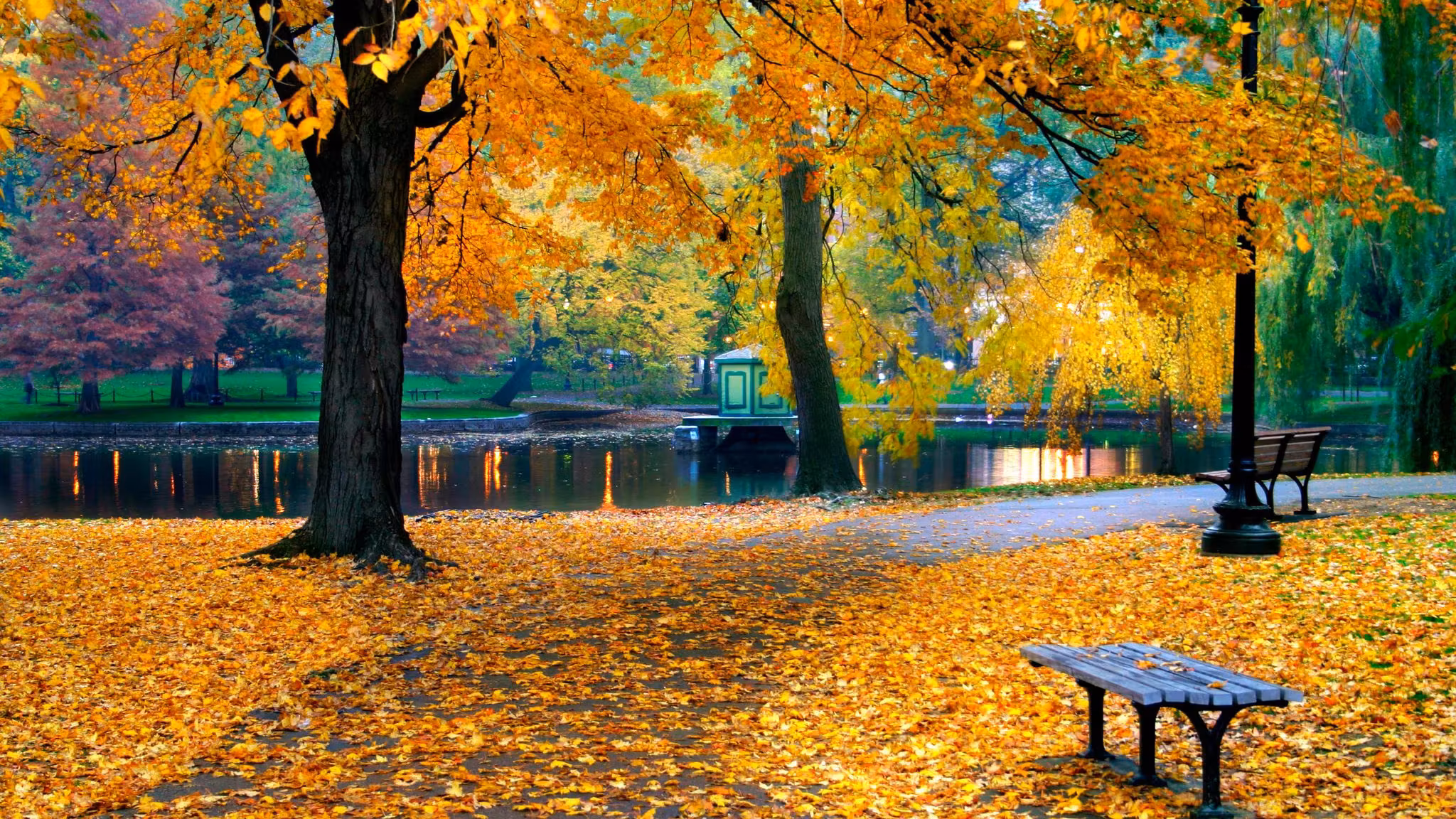 Fallen leaves and a bench under a yellow tree in Boston's Public Garden