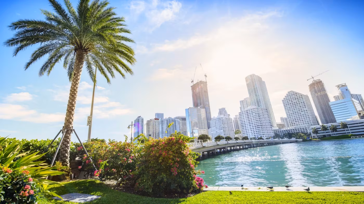 Downtown Miami across the water from a lawn and a single palm