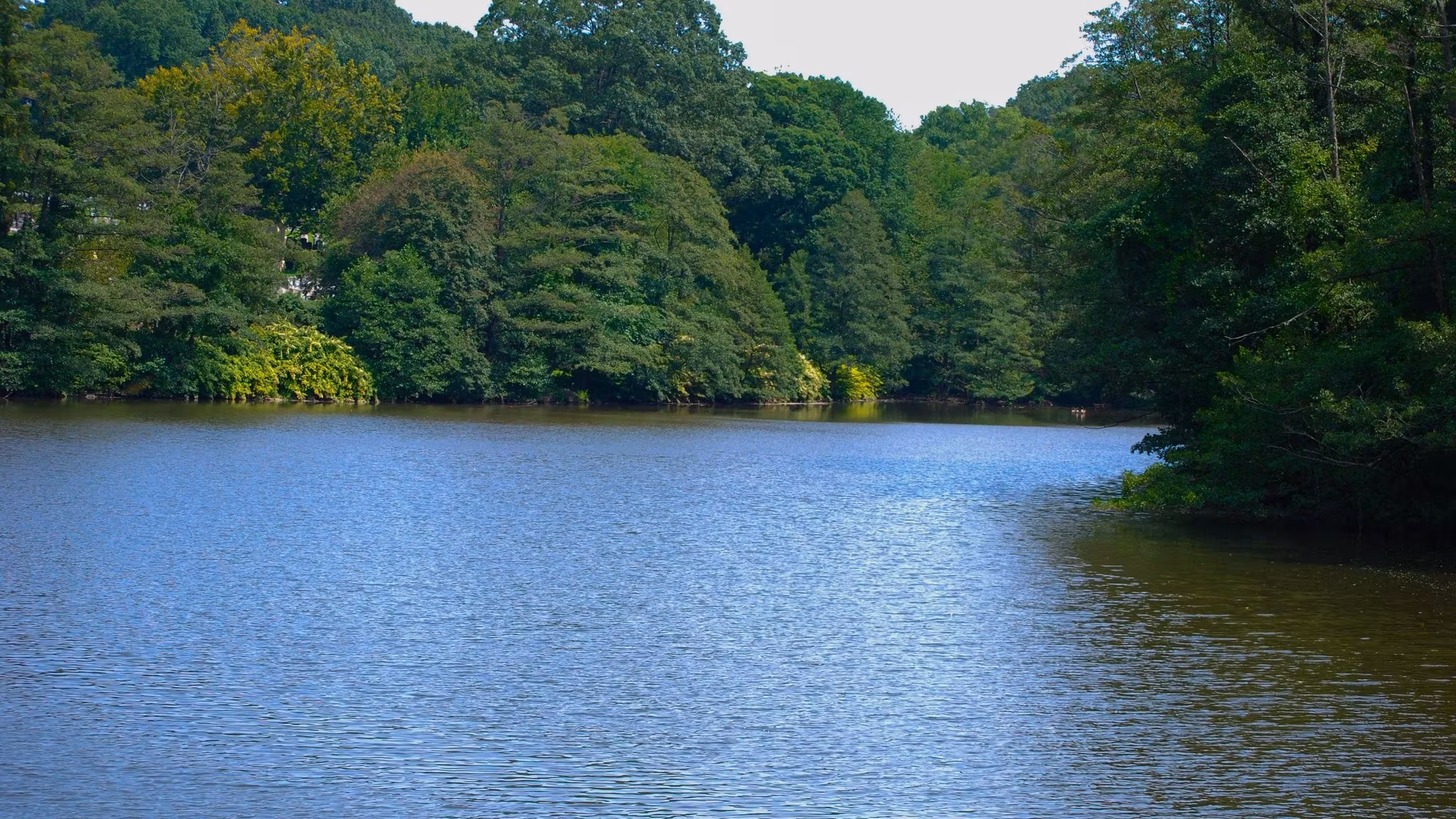 A wooded shoreline along a still New York reservoir in summer